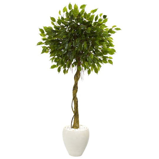 5.5ft. Ficus Tree in White Oval Planter